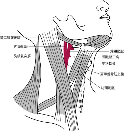 脈 首